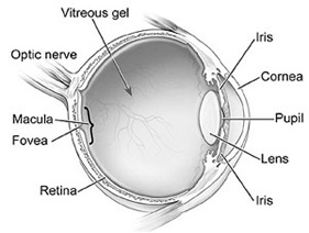 Drawing (Structure of eye) Courtesy of National Eye Institute 